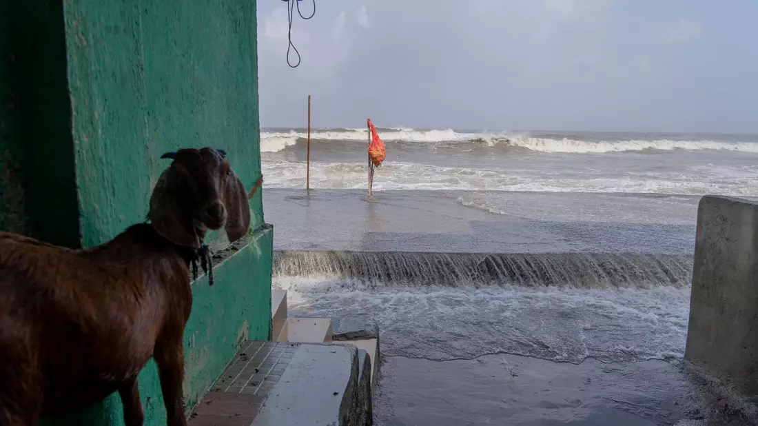 Eine Ziege steht im Eingang eines Hauses in Mumbai, wo bereits hohe Flutwellen auf die Küste des Arabischen Meeres treffen. - Bild: Rafiq Maqbool/AP/dpa