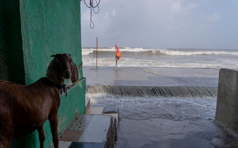Eine Ziege steht im Eingang eines Hauses in Mumbai, wo bereits hohe Flutwellen auf die Küste des Arabischen Meeres treffen. - Foto: Rafiq Maqbool/AP/dpa