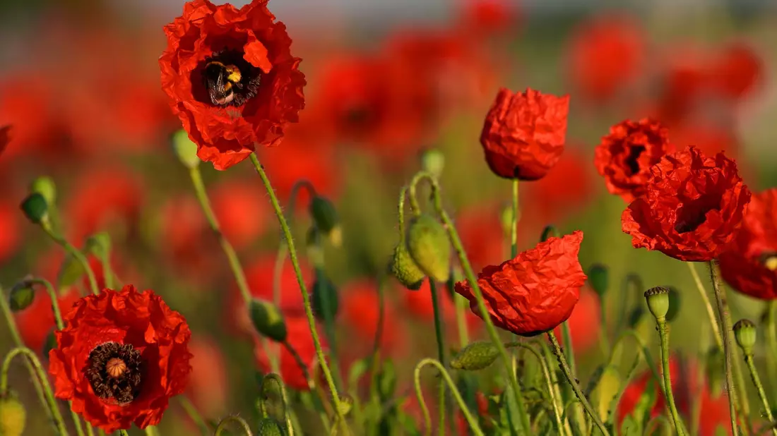 Der Klatschmohn blüht am Wegesrand zwischen Weimar und Apolda. Wie geht der Sommer weiter? - Bild: Martin Schutt/dpa