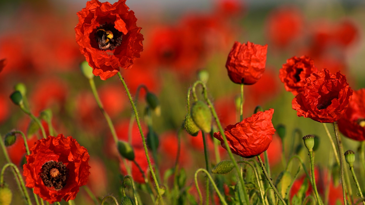 Der Klatschmohn blüht am Wegesrand zwischen Weimar und Apolda. Wie geht der Sommer weiter? - Foto: Martin Schutt/dpa
