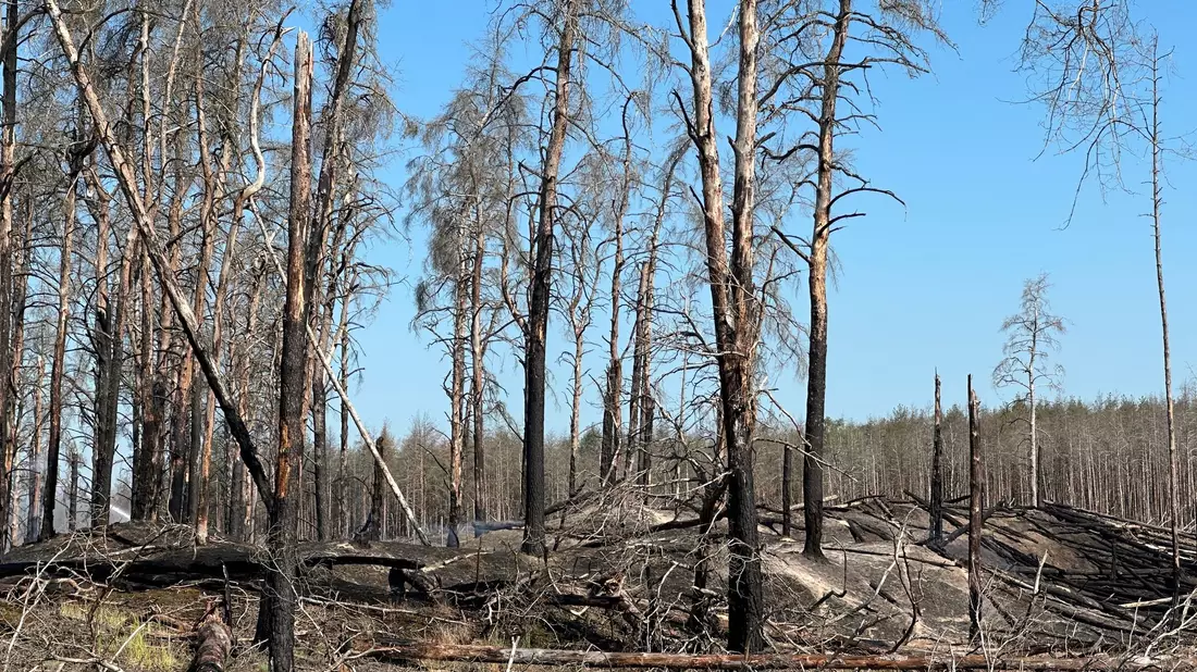 Mitarbeiter vom Technischen Hilfswerk (THW) sind im Waldbrandbegiebt von Lübtheen im Einsatz. - Bild: Steven Hutchings/TNN/dpa