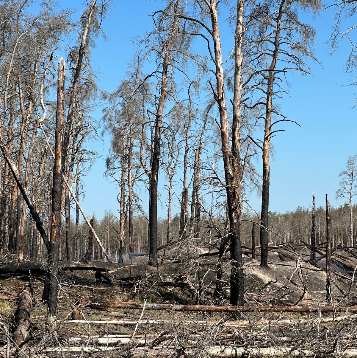 Mitarbeiter vom Technischen Hilfswerk (THW) sind im Waldbrandbegiebt von Lübtheen im Einsatz. - Foto: Steven Hutchings/TNN/dpa
