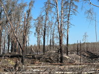 Mitarbeiter vom Technischen Hilfswerk (THW) sind im Waldbrandbegiebt von Lübtheen im Einsatz. - Foto: Steven Hutchings/TNN/dpa