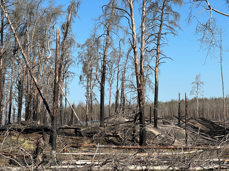 Zahlreiche verbrannte Bäume im Waldbrandgebiet bei Lübtheen. - Foto: Steven Hutchings/TNN/dpa