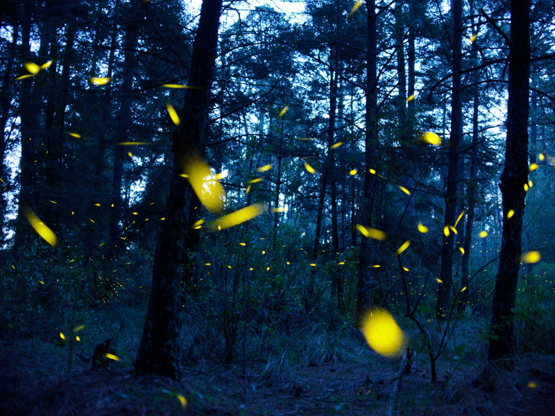 Glühwürmchen senden in der Paarungszeit Leuchtsignale. - Foto: Jesus Alvarado/dpa