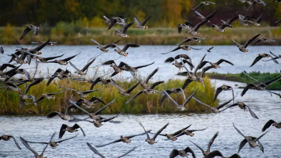 Der Drömling zwischen den Bundesländern Sachsen-Anhalt und Niedersachsen ist ein Unesco-Biosphärenreservat. - Bild: Klaus-Dietmar Gabbert/dpa