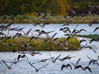 Der Drömling zwischen den Bundesländern Sachsen-Anhalt und Niedersachsen ist ein Unesco-Biosphärenreservat. - Foto: Klaus-Dietmar Gabbert/dpa