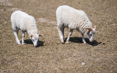 Wieso ist es nach dem nassen Winter in Deutschland vielerorts schon wieder viel zu trocken? - Foto: Fabian Sommer/dpa