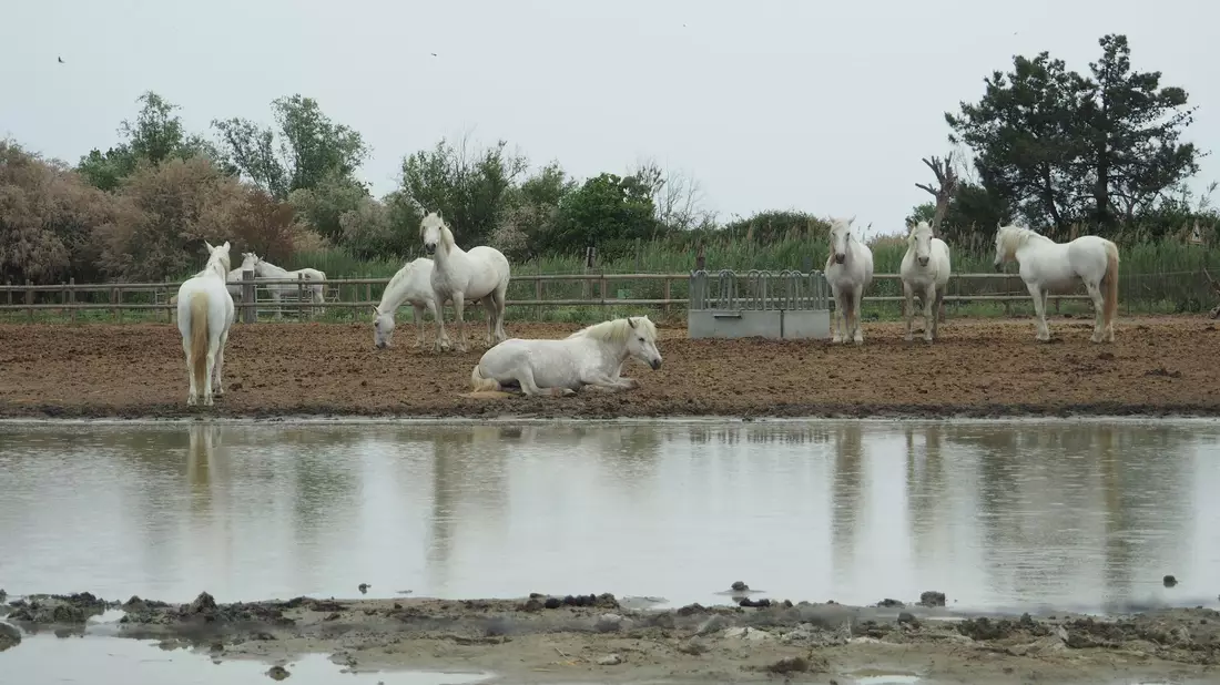 Pferde in der Camargue auf einer Koppel. Der Klimawandel hinterlässt in dem südfranzösischen Delta seine Spuren. - Bild: Rachel Boßmeyer/dpa