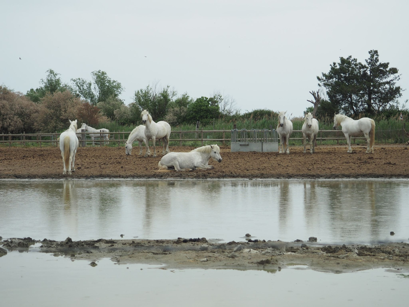 Pferde in der Camargue auf einer Koppel. Der Klimawandel hinterlässt in dem südfranzösischen Delta seine Spuren. - Foto: Rachel Boßmeyer/dpa