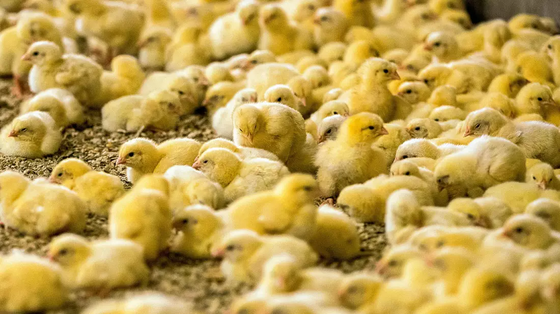 Wenige Tage alte Küken in einem Hähnchenmastbetrieb in Mecklenburg-Vorpommern. - Bild: Jens Büttner/ZB/dpa