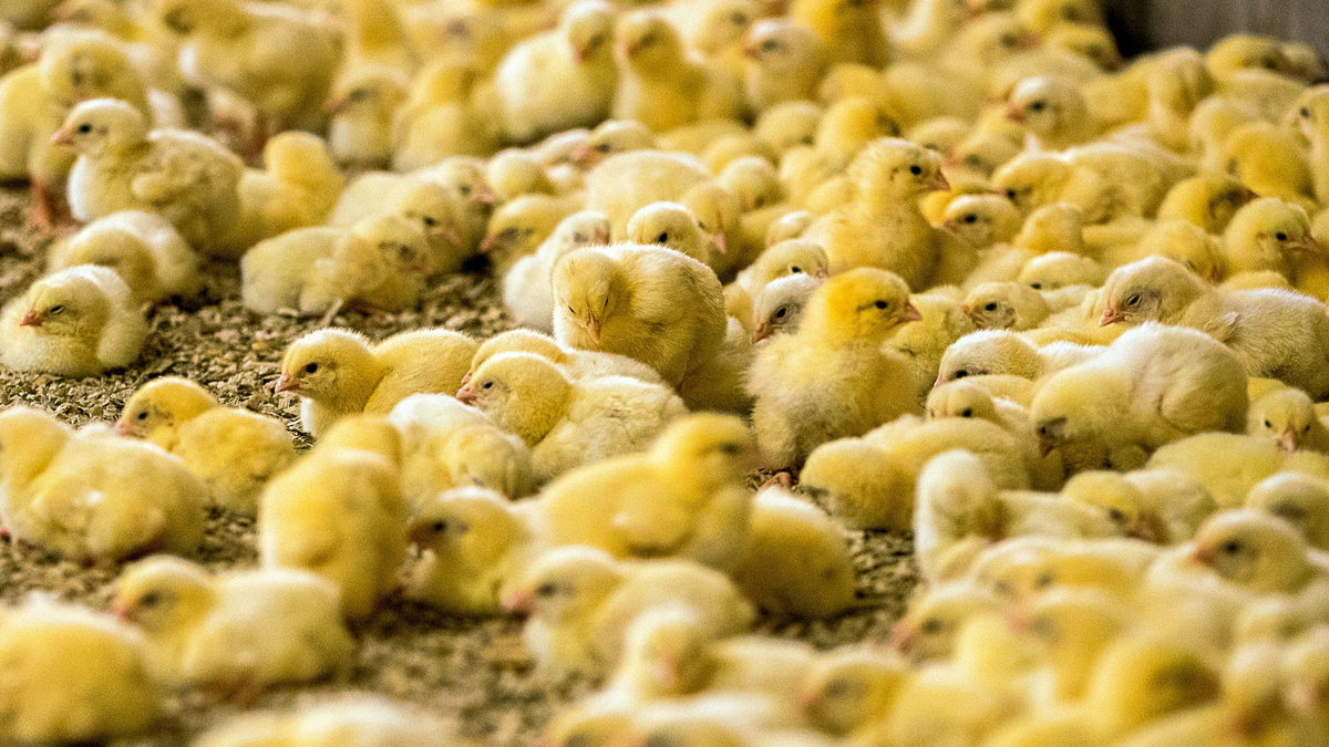 Wenige Tage alte Küken in einem Hähnchenmastbetrieb in Mecklenburg-Vorpommern. - Foto: Jens Büttner/ZB/dpa