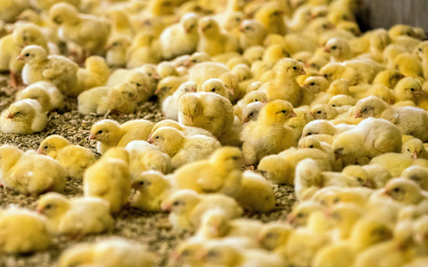 Wenige Tage alte Küken in einem Hähnchenmastbetrieb in Mecklenburg-Vorpommern. - Foto: Jens Büttner/ZB/dpa