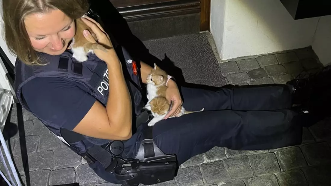 POL-MA: Mannheim: Mutter und Kind retten sieben ausgesetzte Katzen - Bild: presseportal.de