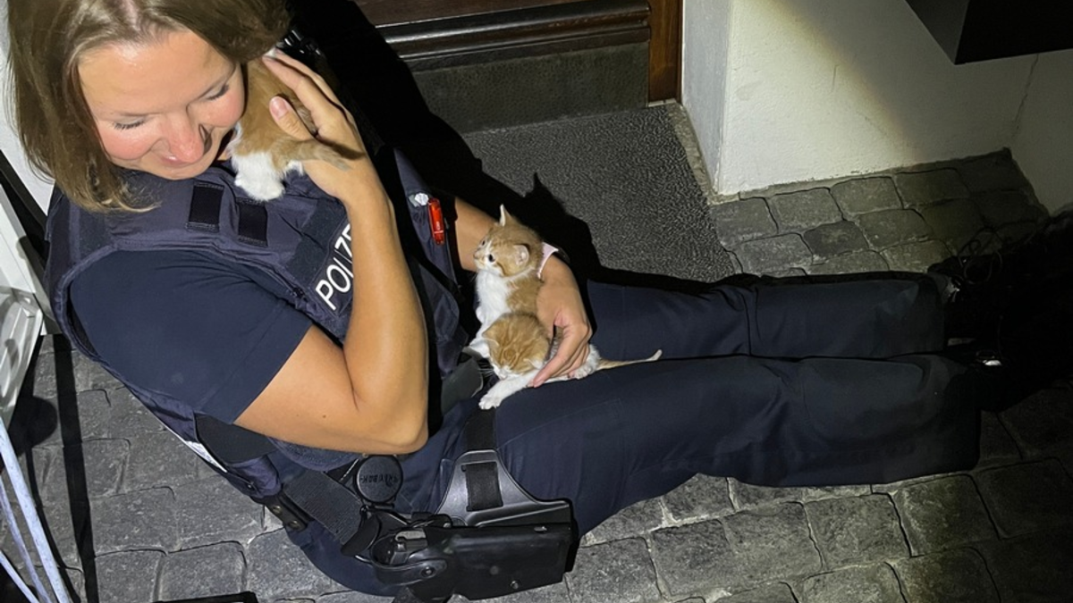 POL-MA: Mannheim: Mutter und Kind retten sieben ausgesetzte Katzen - Foto: presseportal.de