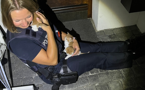 POL-MA: Mannheim: Mutter und Kind retten sieben ausgesetzte Katzen - Foto: presseportal.de