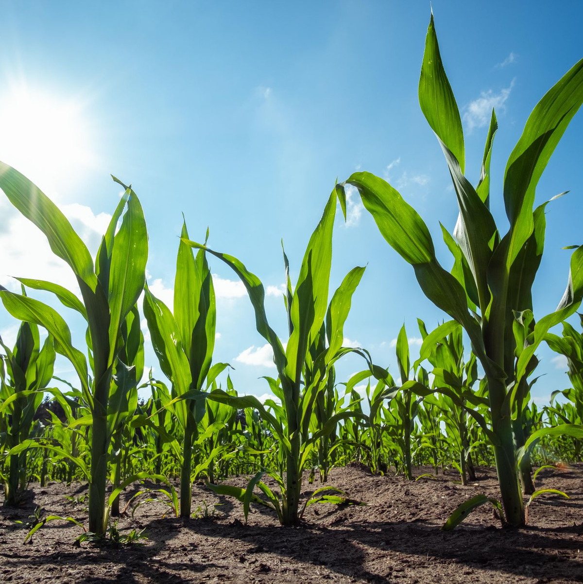 Ein Maisfeld im niedersächsischen Bösel. - Foto: Mohssen Assanimoghaddam/dpa