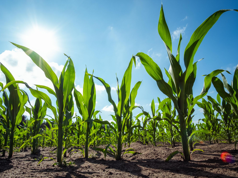 Über die Regelungen für gentechnisch veränderte Lebensmittel wird derzeit in Brüssel diskutiert. - Foto: Mohssen Assanimoghaddam/dpa
