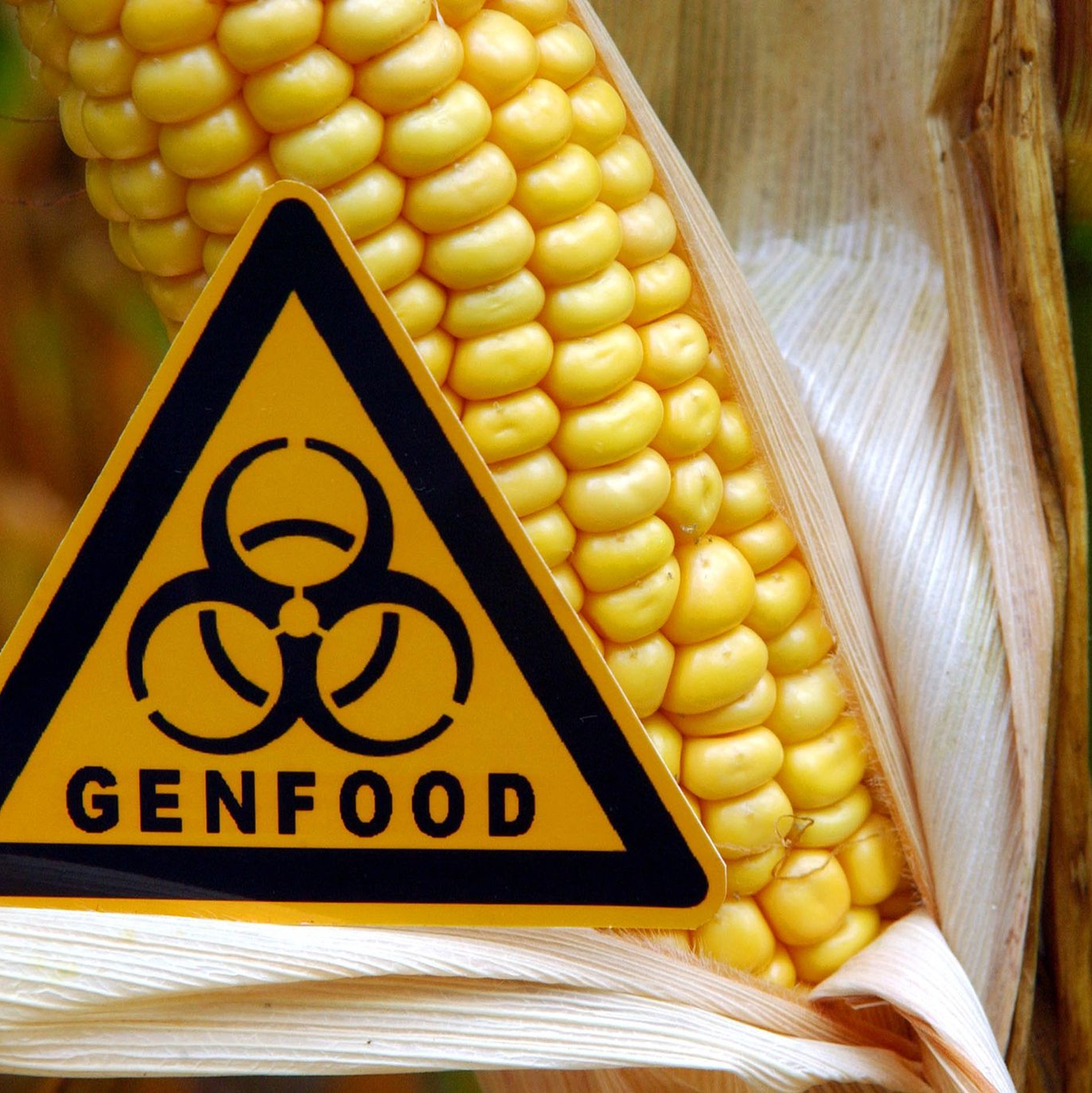 «Genfood»: Hinweis vor einem gentechnisch veränderten Maiskolben auf einem Feld. - Foto: Patrick Pleul/dpa