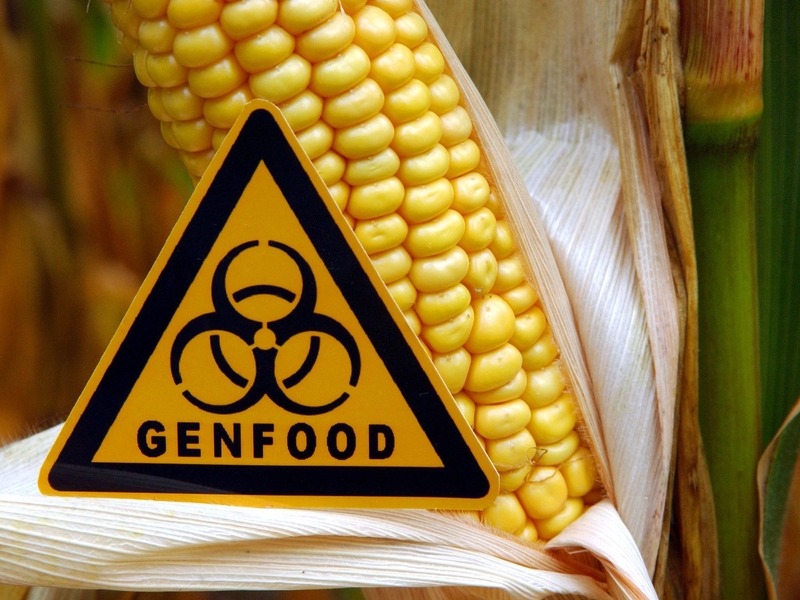 «Genfood»: Hinweis vor einem gentechnisch veränderten Maiskolben auf einem Feld. - Foto: Patrick Pleul/dpa