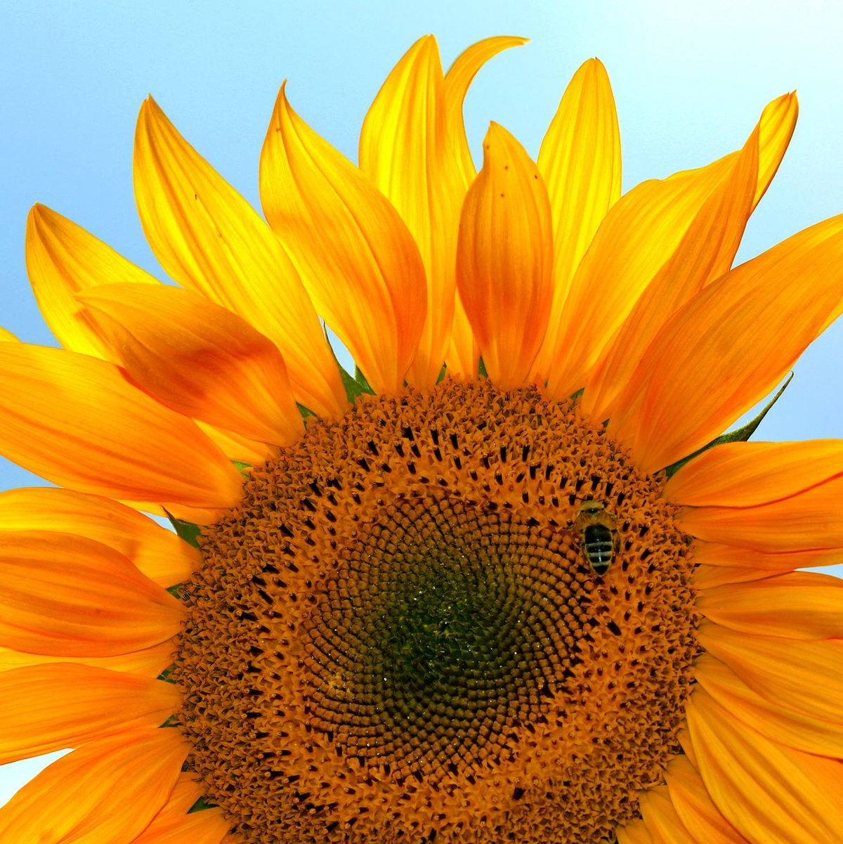 Werden die Regeln für Gentechnik in der EU bald gelockert? - Foto: Bernd Wüstneck/dpa-Zentralbild/dpa