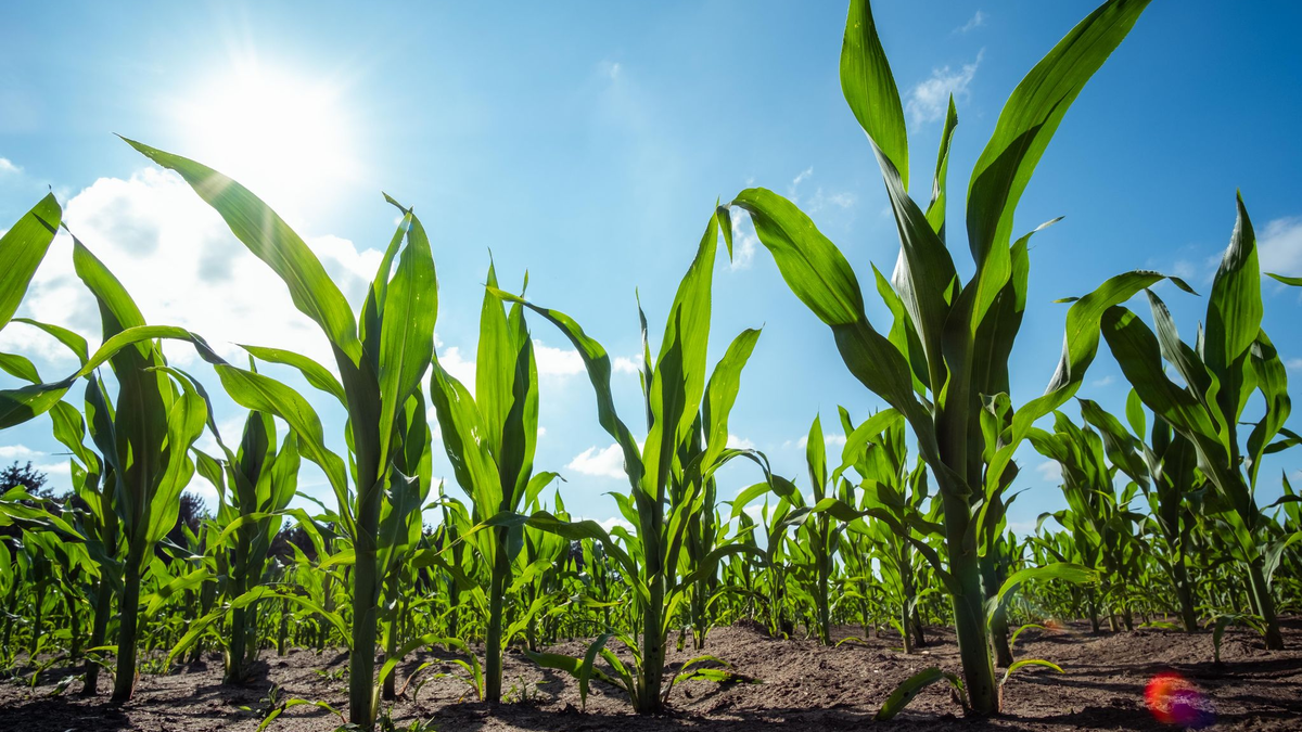 Unter das EU-Gentechnikrecht fallen unter anderem Methoden, bei denen artfremde Gene in eine Pflanze eingebracht werden - etwa Gene aus einem Bakterium in Mais. - Foto: Mohssen Assanimoghaddam/dpa