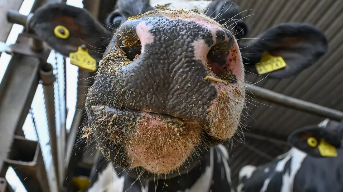 200.000 Kühe töten - im Namen des Klimaschutzes? So lautet jedenfalls ein Vorschlag des Landwirtschaftsministeriums in Dublin. - Bild: Patrick Pleul/dpa