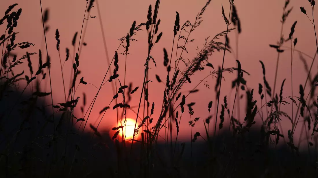 Die Sonne geht am frühen Morgen hinter einer Wiese in Bayern auf. - Bild: Karl-Josef Hildenbrand/dpa