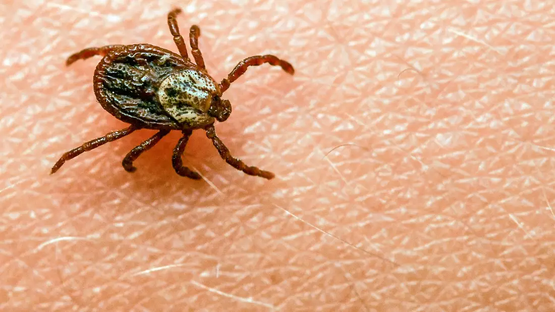 Am häufigsten kommt in Deutschland der Gemeine Holzbock (Ixodes ricinus) als Zeckenart vor. - Bild: Patrick Pleul/dpa