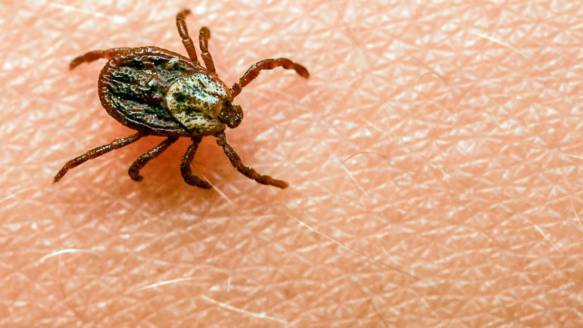 Am häufigsten kommt in Deutschland der Gemeine Holzbock (Ixodes ricinus) als Zeckenart vor. - Foto: Patrick Pleul/dpa