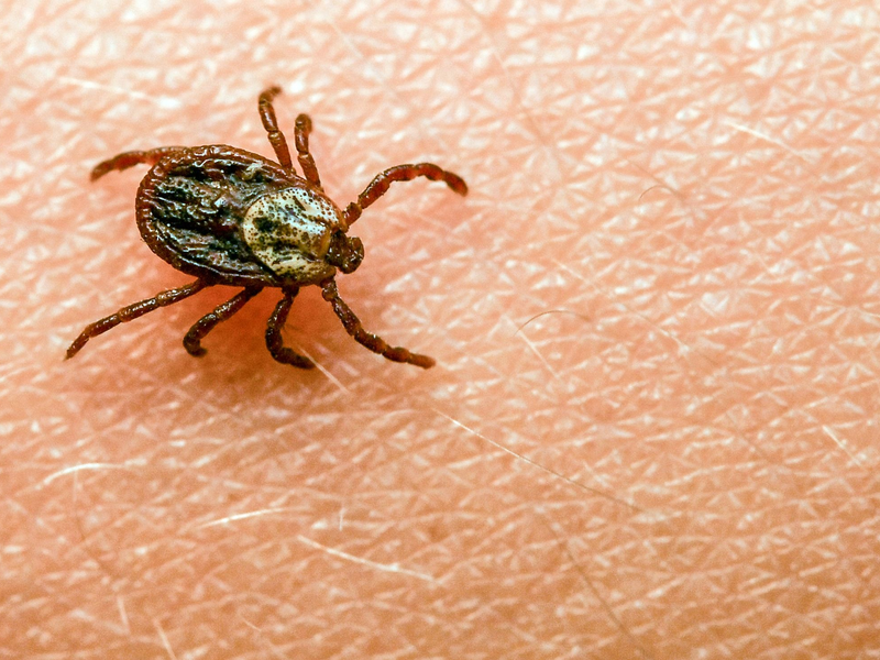 Am häufigsten kommt in Deutschland der Gemeine Holzbock (Ixodes ricinus) als Zeckenart vor. - Foto: Patrick Pleul/dpa