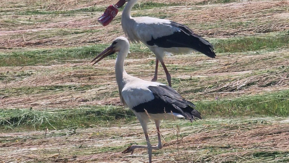 Dem französischen Landwirt Paul Bubba gelang diese Aufnahme des Storchs und eines Artgenossen nahe Faverney. - Foto: Paul Bubba/dpa