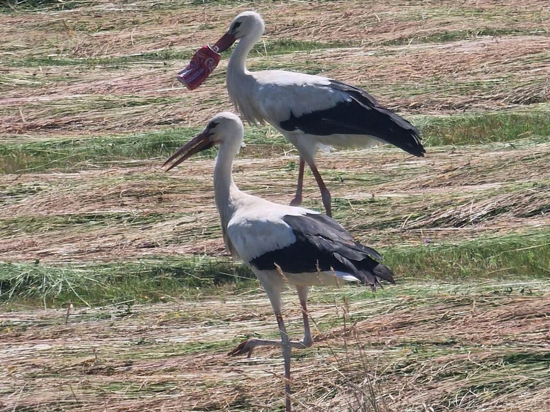 Dem französischen Landwirt Paul Bubba gelang diese Aufnahme des Storchs und eines Artgenossen nahe Faverney. - Foto: Paul Bubba/dpa