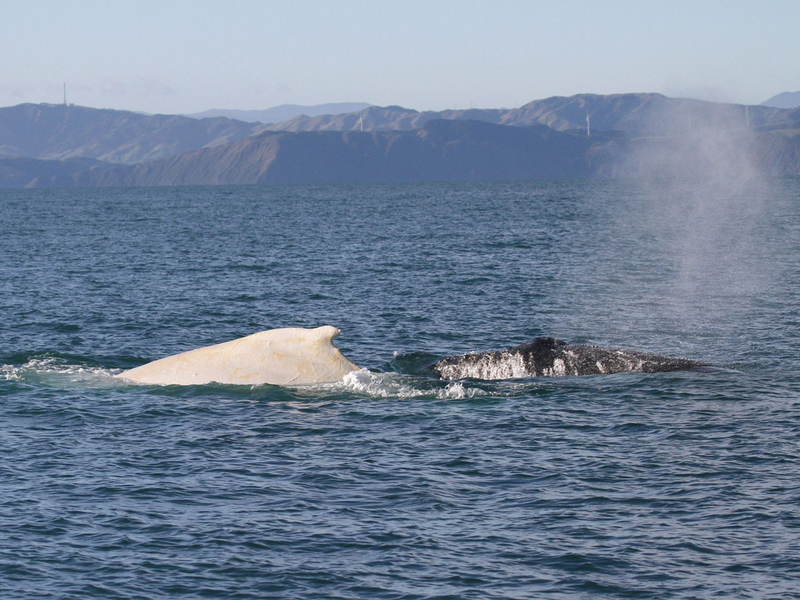 Ein weißer Buckelwal schwimmt am im Juli 2015 mit einem normal gefärbten Buckelwal in der Cookstraße. Bei dem weißen Wal handelt es sich vermutlich um Migaloo, der seit 1991 vor der australischen Ostküste anzutreffen ist. - Foto: AAP Image/AAP/dpa