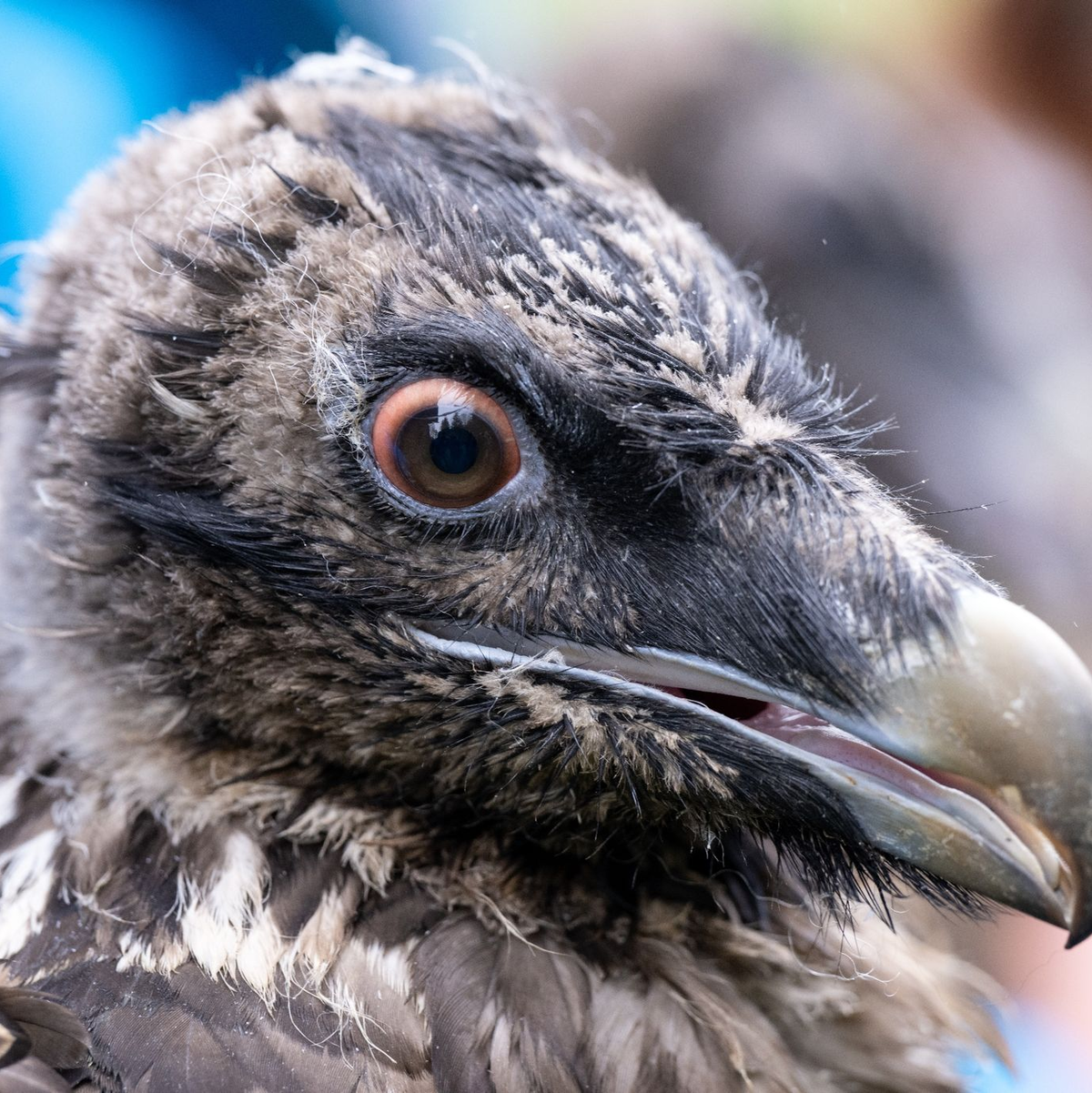 Das Bartgeierweibchen Sisi vor ihrer Auswilderung. ) - Foto: Sven Hoppe/dpa