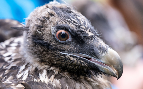 Das Bartgeierweibchen Sisi vor ihrer Auswilderung. - Foto: Sven Hoppe/dpa