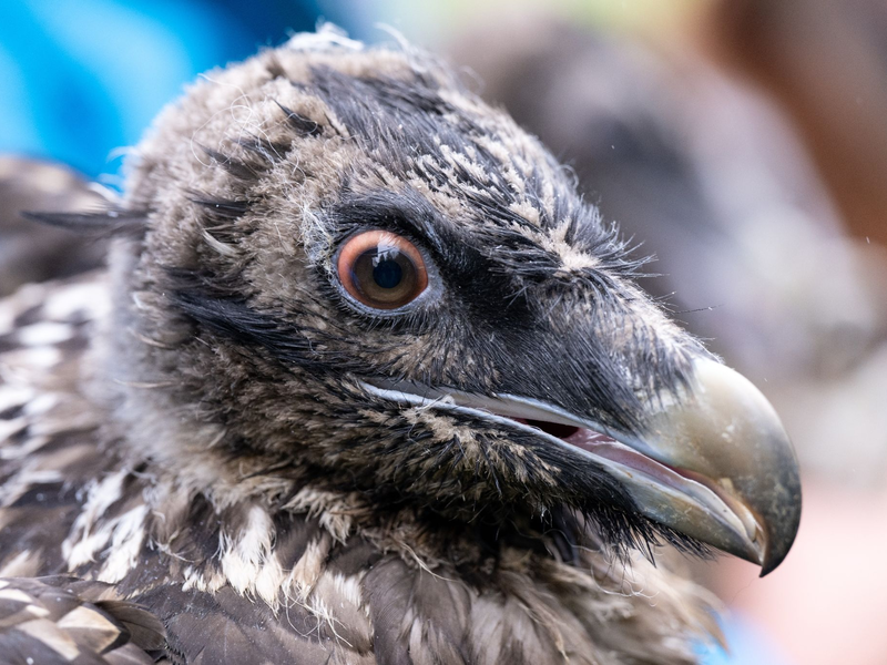 Das Bartgeierweibchen Sisi vor ihrer Auswilderung. - Foto: Sven Hoppe/dpa
