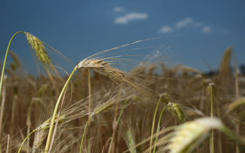 Die Getreideernte könnte in Deutschland in diesem Jahr schlechter ausfallen. - Foto: Sebastian Willnow/dpa Die Getreideernte könnte in Deutschland in diesem Jahr schlechter ausfallen. - Foto: Sebastian Willnow/dpa