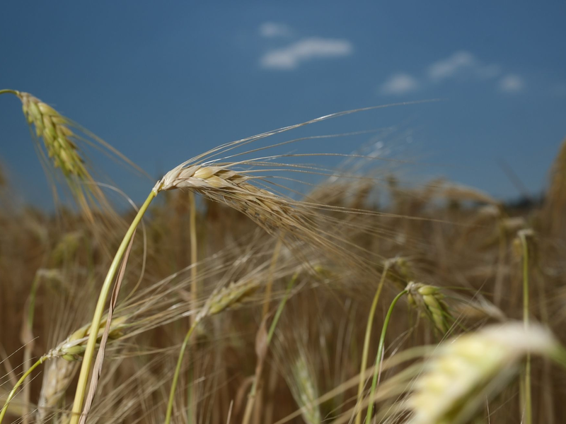 Die Getreideernte könnte in Deutschland in diesem Jahr schlechter ausfallen. - Foto: Sebastian Willnow/dpa