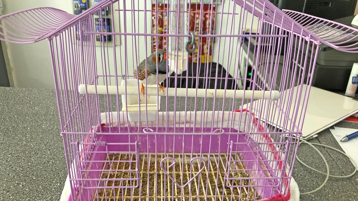 POL-E: Essen: Notfallpatientin bittet um Hilfe - Polizei rettet zurückgelassenes Haustier - Foto: presseportal.de