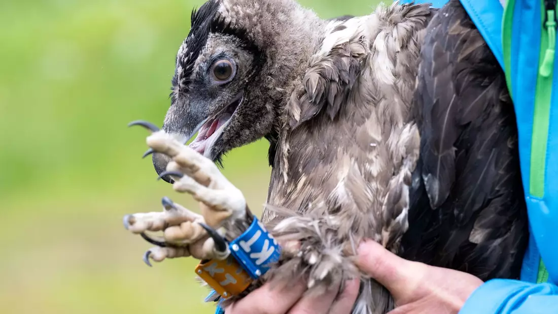 Einen Tag nach Bartgeier Sisi ist auch das junge Geiermännchen Nepomuk im Nationalpark Berchtesgaden zu seinem ersten Flug gestartet. - Bild: Sven Hoppe/dpa