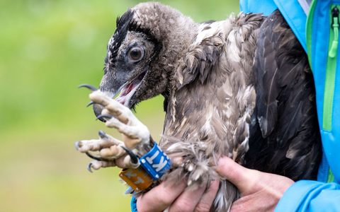 Einen Tag nach Bartgeier Sisi ist auch das junge Geiermännchen Nepomuk im Nationalpark Berchtesgaden zu seinem ersten Flug gestartet. - Foto: Sven Hoppe/dpa