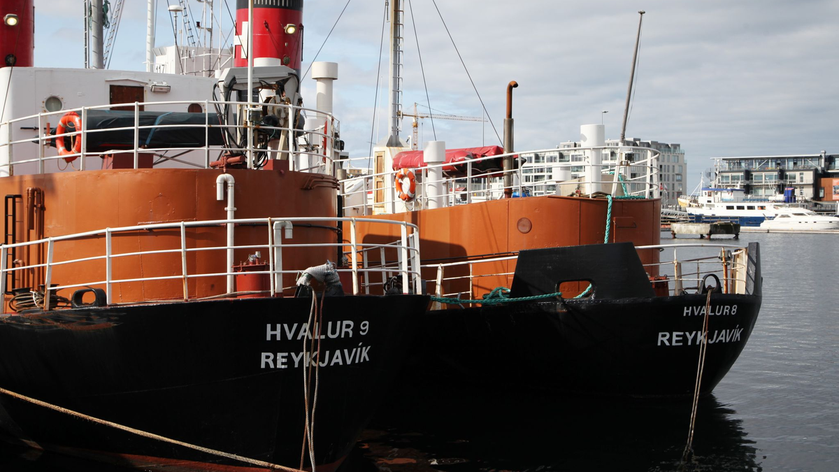 Island ist eines der wenigen Länder der Erde, in denen noch Jagd auf Wale gemacht werden darf. - Foto: Steffen Trumpf/dpa