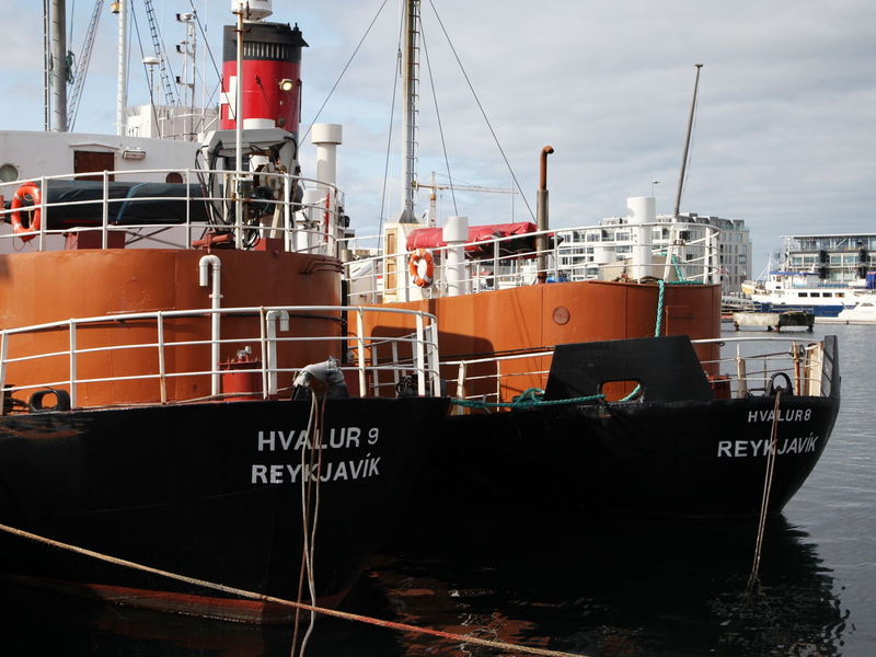 Island ist eines der wenigen Länder der Erde, in denen noch Jagd auf Wale gemacht werden darf. - Foto: Steffen Trumpf/dpa
