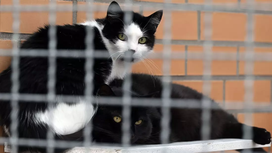 Katzen sitzen im Tierheim Leverkusen. - Bild: Federico Gambarini/dpa