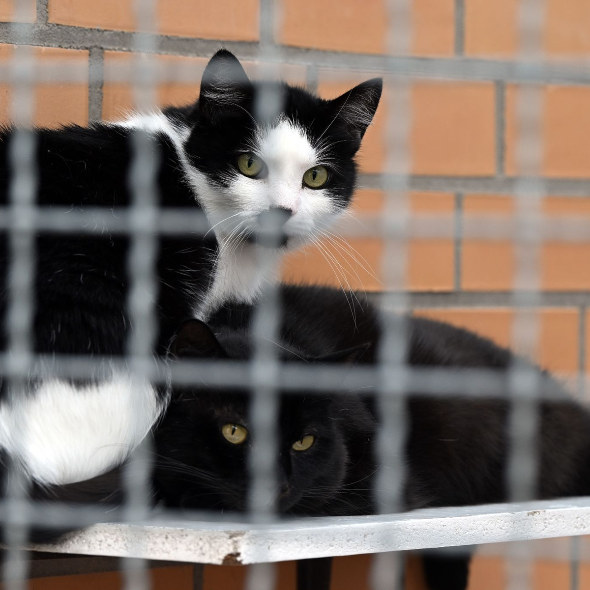 Ungewöhnlich viele Fälle von Vogelgrippe-Infektionen wurden in Polen bei Katzen nachgewiesen. - Foto: Federico Gambarini/dpa