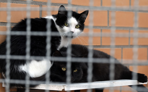 Ungewöhnlich viele Fälle von Vogelgrippe-Infektionen wurden in Polen bei Katzen nachgewiesen. - Foto: Federico Gambarini/dpa