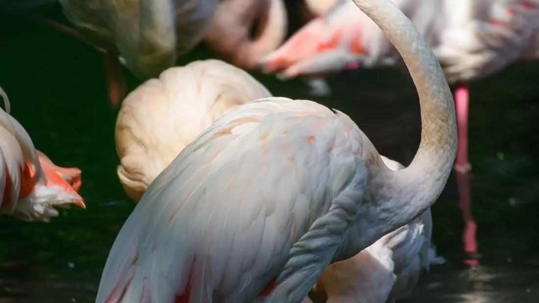 Flamingo Ingo steht in einem kleinen See im Berliner Zoo neben seinen Artgenossen. Seit mehr als 65 Jahren lebt er in dem traditionsreichen Tierpark. - Bild: Gregor Fischer/dpa