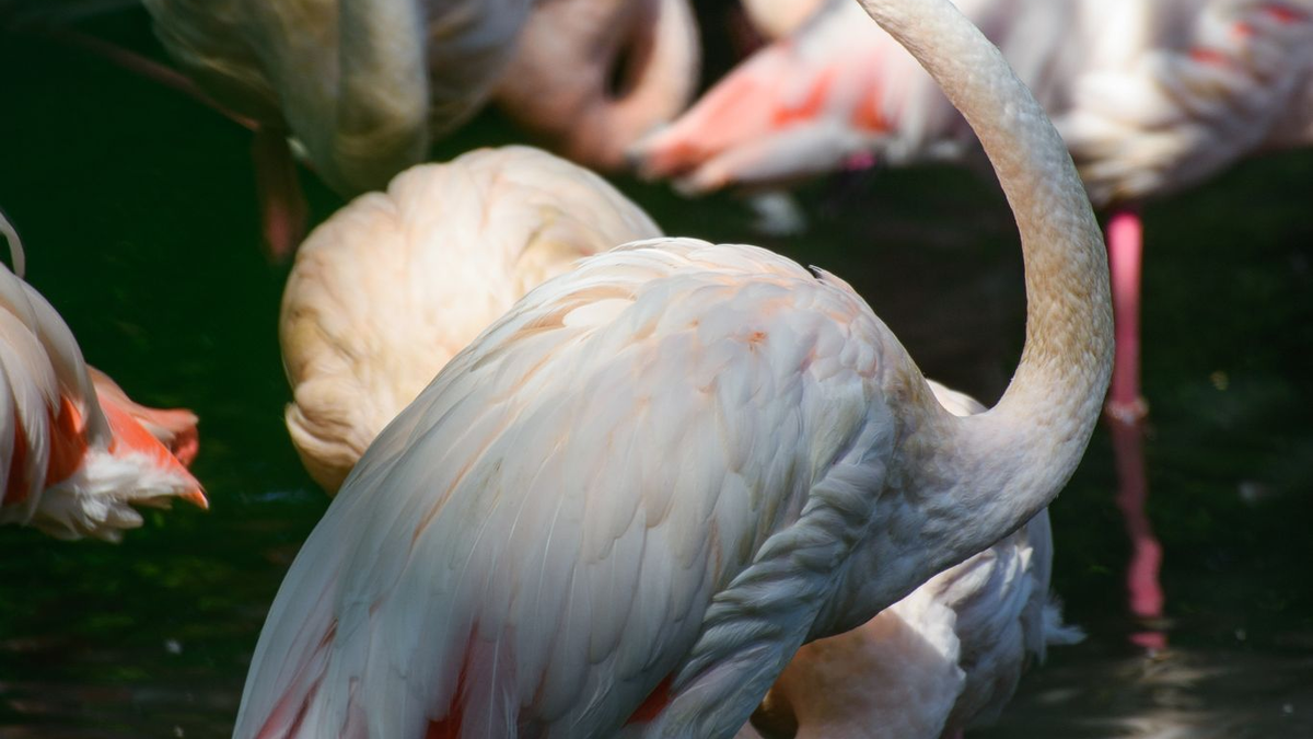 Flamingo Ingo steht in einem kleinen See im Berliner Zoo neben seinen Artgenossen. Seit mehr als 65 Jahren lebt er in dem traditionsreichen Tierpark. - Foto: Gregor Fischer/dpa