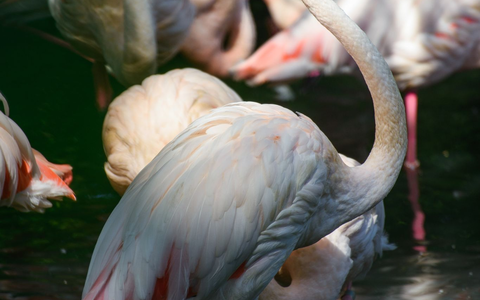Flamingo Ingo steht in einem kleinen See im Berliner Zoo neben seinen Artgenossen. Seit mehr als 65 Jahren lebt er in dem traditionsreichen Tierpark. - Foto: Gregor Fischer/dpa